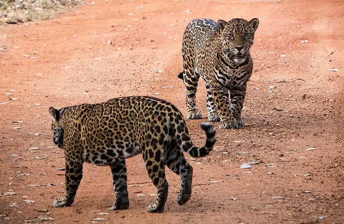 Visitms-Pantanal-Animais-04.webp