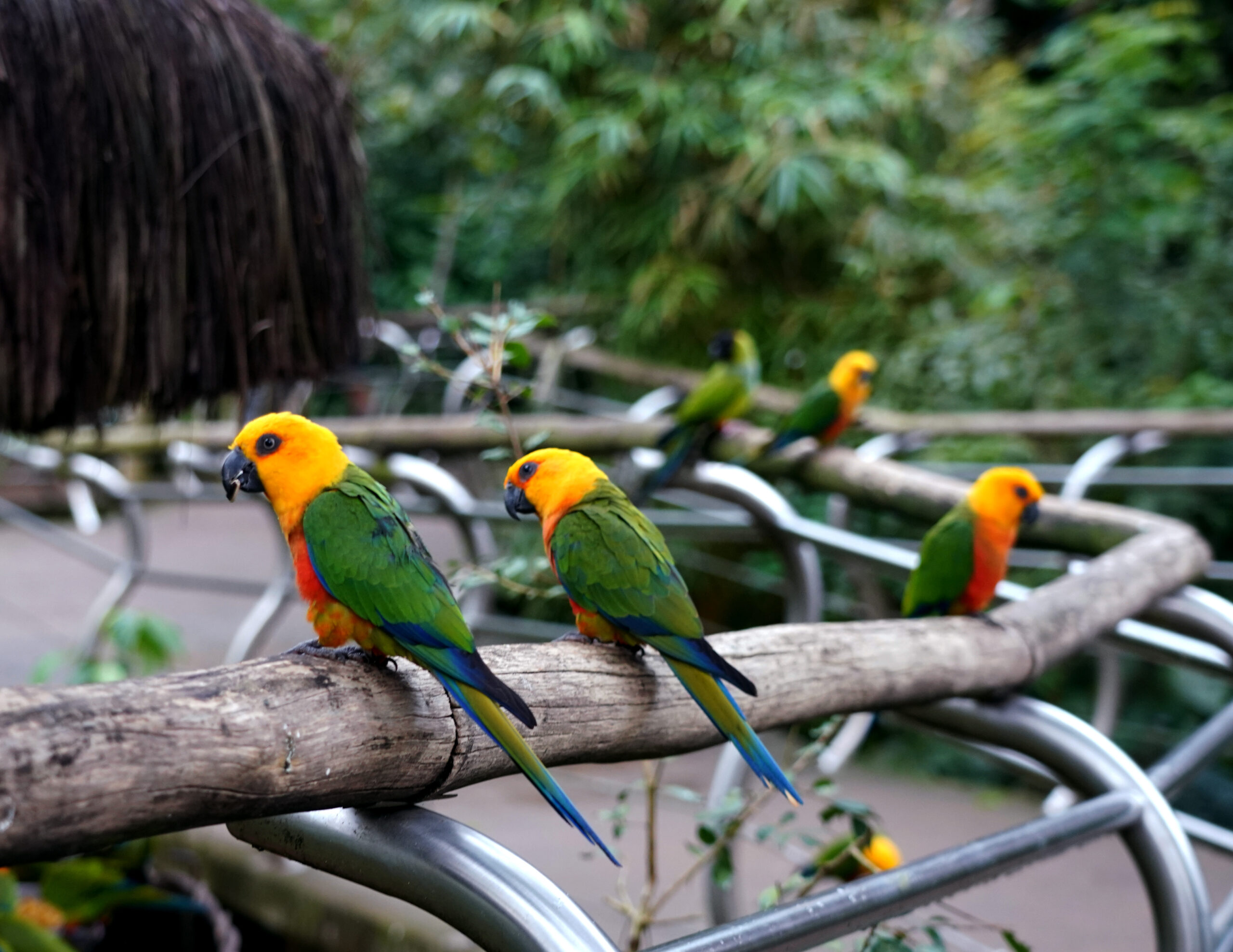 jandaias-verdadeira - Parque das Aves - Banco de Imagens Foz do Iguaçu